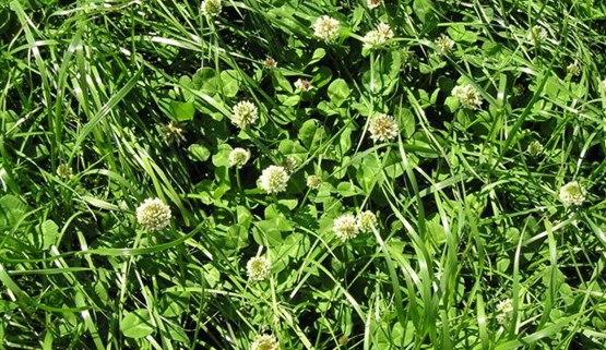 Recommended Grass and Clover Lists